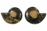 Cut/Polished Ammonite Fossil - Unusual Black Color #132557-1